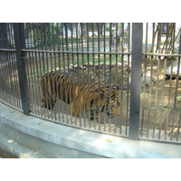 照片 缅甸(Myanmar) 仰光(Yangon) 2005-01 116