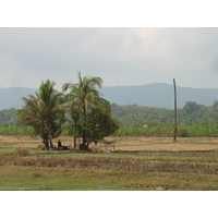 照片 缅甸(Myanmar) 土瓦至茂马干海滩公路(Road from Dawei to Maungmagan beach) 2005-01 16