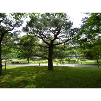照片 日本(Japan) 京都(Kyoto) 二条城(Nijo Castle) 2010-06 25