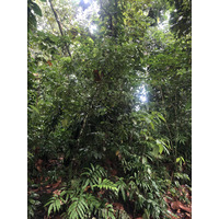 照片 瓜德罗普(Guadeloupe) 螯虾瀑布(Cascade aux ecrevisses) 2021-02 1