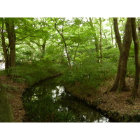 照片 日本(Japan) 京都(Kyoto) 下鸭神社(Kamomioya Shrine(Shimogamo Shrine)) 2010-06 32