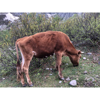 照片 法国(France) 科西嘉岛(Corsica) 梅洛湖和卡皮泰洛湖(Lac de Melo et Capitello) 2021-06 83
