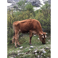 照片 法国(France) 科西嘉岛(Corsica) 梅洛湖和卡皮泰洛湖(Lac de Melo et Capitello) 2021-06 220