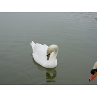 照片 英国(United Kingdom) 利兹城堡(Leeds castle) 2001-04 4