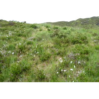 照片 英国(United Kingdom) 苏格兰(Scotland) 马里湖(Loch Maree) 2011-07 41