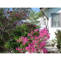 照片 泰国(Thailand) 芭提雅(Pattaya) 格兰岛(Ko Larn) 2006-04 127