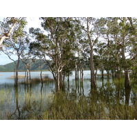 照片 新喀里多尼亚(New Caledonia) 2010-05 40