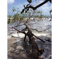 照片 哥斯达黎加(Costa Rica) 卡维塔(Cahuita) 2015-03 96