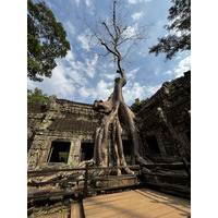 照片 柬埔寨(Cambodia) 暹粒(Siem Reap) 塔布茏寺(Ta Prohm) 2023-01 47