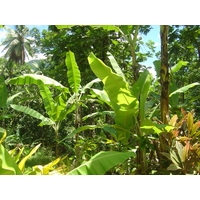 照片 波利尼西亚(Polynesia) 马克萨斯群岛(Marquises) 2006-04 109