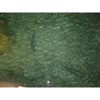 照片 波利尼西亚(Polynesia) 波拉波拉艾美酒店(Meridien Bora Bora Hotel) 2006-04 35
