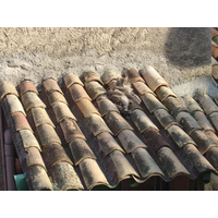照片 法国(France) 上卡涅(Les Hauts de Cagnes) 2006-01 50