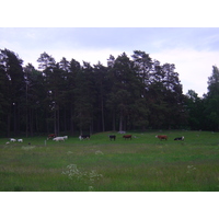 照片 瑞典(Sweden) 斯塔夫内斯(Stavnas) 2005-06 15