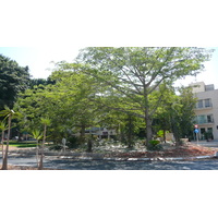 照片 以色列(Israel) 特拉维夫(Tel Aviv) 罗斯柴尔德大道(Rothschild Street) 2007-06 24