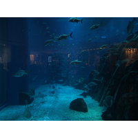 照片 阿联酋(United Arab Emirates) 迪拜(Dubai) 迪拜购物中心(The Dubai Mall) 2011-12 95