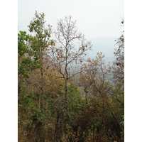 照片 泰国(Thailand) 清迈至拜县公路(Chiang Mai to Pai road) 2007-02 34