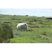 照片 英国(United Kingdom) 斯凯岛(Skye) 库林山脉(The Cuillin) 2011-07 24