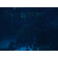 照片 阿联酋(United Arab Emirates) 迪拜(Dubai) 迪拜购物中心(The Dubai Mall) 2011-12 66