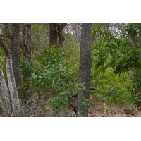 照片 南非(South Africa) 克鲁格国家公园(Kruger National Park) 2008-09 135