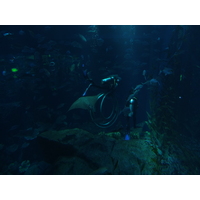 照片 阿联酋(United Arab Emirates) 迪拜(Dubai) 迪拜购物中心(The Dubai Mall) 2011-12 35