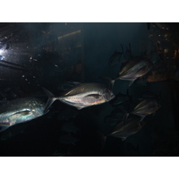 照片 阿联酋(United Arab Emirates) 迪拜(Dubai) 迪拜购物中心(The Dubai Mall) 2011-12 45