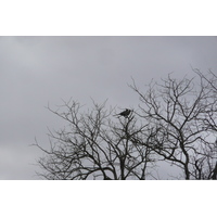 照片 南非(South Africa) 克鲁格国家公园(Kruger National Park) 鳄鱼河公路(Crocodile River road) 2008-09 32