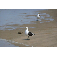 照片 南非(South Africa) 赫曼努斯至克尼斯纳公路(Harmanus to Knysna road) 2008-09 88