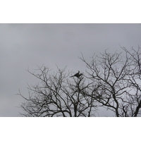 照片 南非(South Africa) 克鲁格国家公园(Kruger National Park) 鳄鱼河公路(Crocodile River road) 2008-09 37