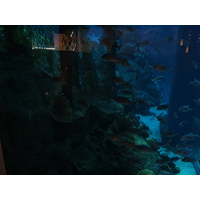 照片 阿联酋(United Arab Emirates) 迪拜(Dubai) 迪拜购物中心(The Dubai Mall) 2011-12 17