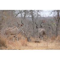 照片 南非(South Africa) 克鲁格国家公园(Kruger National Park) 鳄鱼河公路(Crocodile River road) 2008-09 45