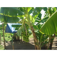 照片 波利尼西亚(Polynesia) 波拉波拉岛(Bora Bora) 2006-04 62