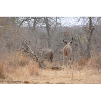 照片 南非(South Africa) 克鲁格国家公园(Kruger National Park) 鳄鱼河公路(Crocodile River road) 2008-09 35