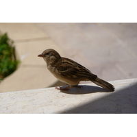 照片 埃及(Egypt) 沙姆沙伊赫(Sharm el Sheikh) 凯悦酒店(Hyatt Hotel) 2008-06 29