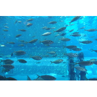 照片 阿联酋(United Arab Emirates) 迪拜(Dubai) 亚特兰蒂斯酒店(Atlantis Hotel) 2014-02 302