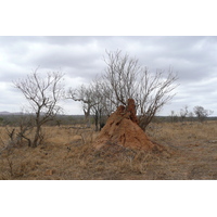 照片 南非(South Africa) 克鲁格国家公园(Kruger National Park) 鳄鱼河公路(Crocodile River road) 2008-09 25