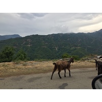 照片 法国(France) 科西嘉岛(Corsica) 阿莱萨尼山谷(Valle d'alesani) 2017-07 9