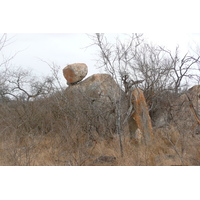 照片 南非(South Africa) 克鲁格国家公园(Kruger National Park) 鳄鱼河公路(Crocodile River road) 2008-09 10