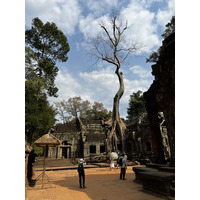 照片 柬埔寨(Cambodia) 暹粒(Siem Reap) 塔布茏寺(Ta Prohm) 2023-01 21