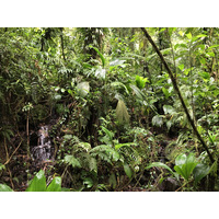 照片 瓜德罗普(Guadeloupe) 卡尔贝瀑布(Carbet Falls) 2021-02 17