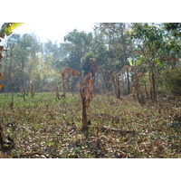 照片 泰国(Thailand) 邦玛帕(Pang Mapha) 2007-02 88