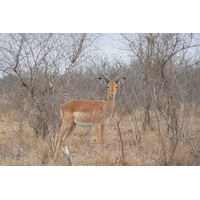 照片 南非(South Africa) 克鲁格国家公园(Kruger National Park) 鳄鱼河公路(Crocodile River road) 2008-09 5