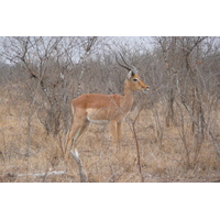 照片 南非(South Africa) 克鲁格国家公园(Kruger National Park) 鳄鱼河公路(Crocodile River road) 2008-09 2