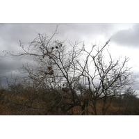 照片 南非(South Africa) 克鲁格国家公园(Kruger National Park) 鳄鱼河公路(Crocodile River road) 2008-09 12