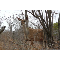 照片 南非(South Africa) 克鲁格国家公园(Kruger National Park) 鳄鱼河公路(Crocodile River road) 2008-09 54