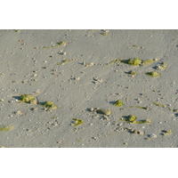 照片 阿联酋(United Arab Emirates) 迪拜(Dubai) 朱美拉棕榈岛(Palm Jumeirah) 2009-01 31