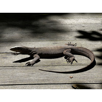 照片 新加坡(Singapore) 新加坡植物园(Singapore Botanic Gardens) 2023-01 45