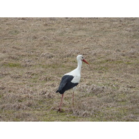 照片 爱沙尼亚(Estonia) 塔林至哈普萨卢公路(Tallinn to Haapsalu road) 2009-04 12