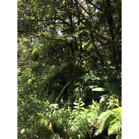 照片 瓜德罗普(Guadeloupe) 大苏弗里耶尔火山(La Grande Soufriere) 2021-02 28