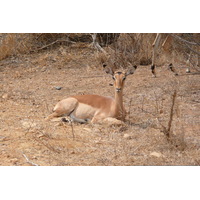 照片 南非(South Africa) 克鲁格国家公园(Kruger National Park) 鳄鱼河公路(Crocodile River road) 2008-09 19