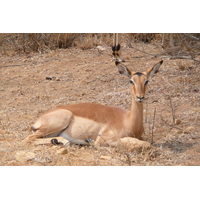 照片 南非(South Africa) 克鲁格国家公园(Kruger National Park) 鳄鱼河公路(Crocodile River road) 2008-09 27